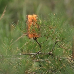 Banksia spinulosa at Goulburn, NSW - 6 Jul 2022