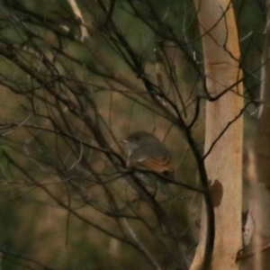 Pachycephala pectoralis at Goulburn, NSW - 6 Jul 2022 03:21 PM