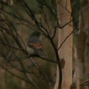 Pachycephala pectoralis at Goulburn, NSW - 6 Jul 2022 03:21 PM