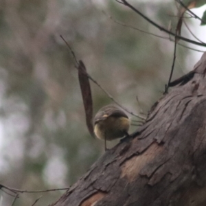 Acanthiza reguloides at Goulburn, NSW - 6 Jul 2022 04:32 PM