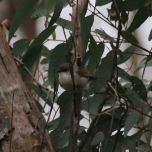 Malurus cyaneus at Goulburn, NSW - 6 Jul 2022