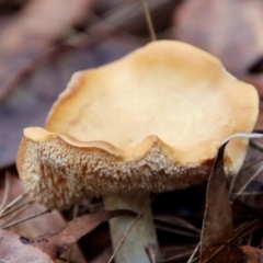 Hydnum repandum (Hydnum repandum) at Moruya, NSW - 11 Jul 2022 by LisaH