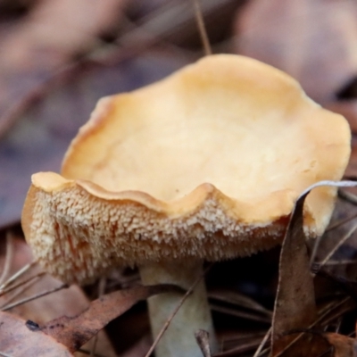 Hydnum repandum (Hydnum repandum) at Moruya, NSW - 11 Jul 2022 by LisaH