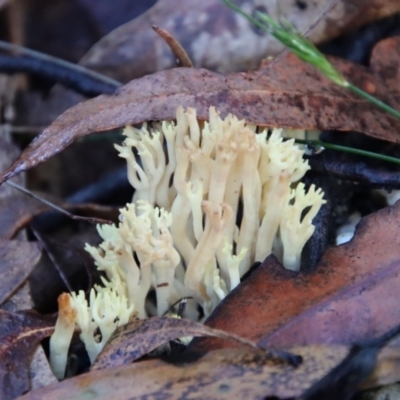 Unidentified Coralloid fungus, markedly branched by LisaH