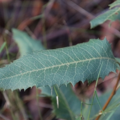 Lomatia ilicifolia (Holly Lomatia) at Moruya, NSW - 11 Jul 2022 by LisaH