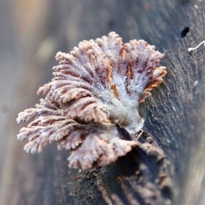 Schizophyllum commune (Split Gill Fungus) at Moruya, NSW - 11 Jul 2022 by LisaH