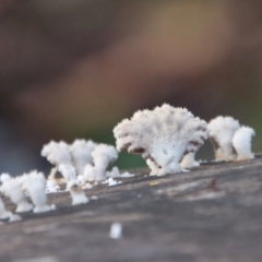 Schizophyllum commune (Split Gill Fungus) at Moruya, NSW - 11 Jul 2022 by LisaH