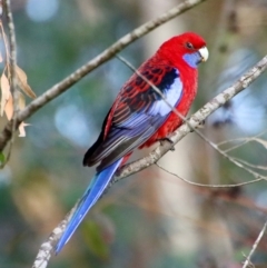 Platycercus elegans (Crimson Rosella) at Moruya, NSW - 10 Jul 2022 by LisaH