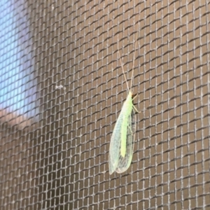 Mallada sp. (genus) at Aranda, ACT - 10 Jul 2022