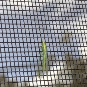 Mallada sp. (genus) at Aranda, ACT - 10 Jul 2022