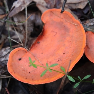 Unidentified Pored or somewhat maze-like on underside [bracket polypores] at Moruya, NSW - 10 Jul 2022 by LisaH