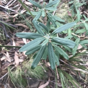 Banksia marginata at Cotter River, ACT - 29 Jun 2022