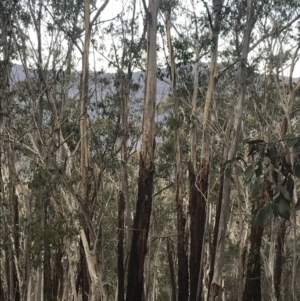 Eucalyptus delegatensis subsp. delegatensis at Namadgi National Park - 29 Jun 2022 02:21 PM