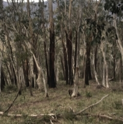 Eucalyptus delegatensis subsp. delegatensis at Namadgi National Park - 29 Jun 2022 02:21 PM