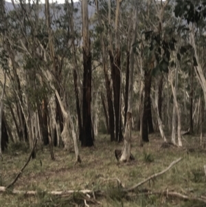 Eucalyptus delegatensis subsp. delegatensis at Namadgi National Park - 29 Jun 2022 02:21 PM