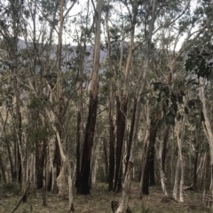 Eucalyptus delegatensis subsp. delegatensis at Namadgi National Park - 29 Jun 2022 02:21 PM