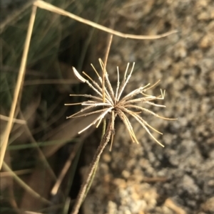 Oreomyrrhis eriopoda at Cotter River, ACT - 29 Jun 2022