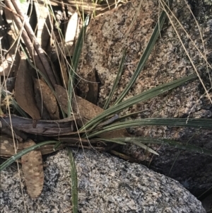 Celmisia tomentella at Cotter River, ACT - 29 Jun 2022