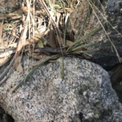 Celmisia tomentella at Cotter River, ACT - 29 Jun 2022