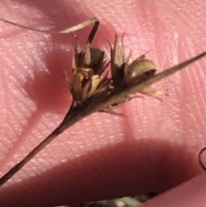 Juncus tenuis at Cotter River, ACT - 29 Jun 2022