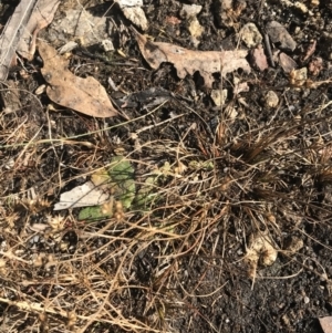 Juncus tenuis at Cotter River, ACT - 29 Jun 2022