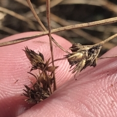 Juncus tenuis at Cotter River, ACT - 29 Jun 2022