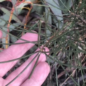 Hakea lissosperma at Cotter River, ACT - 29 Jun 2022