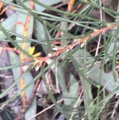 Hakea lissosperma at Cotter River, ACT - 29 Jun 2022