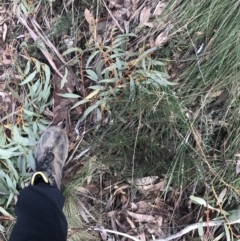 Hakea lissosperma at Cotter River, ACT - 29 Jun 2022