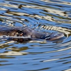 Ornithorhynchus anatinus (Platypus) at Molonglo Valley, ACT - 10 Jul 2022 by Kenp12