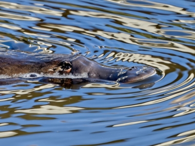 Ornithorhynchus anatinus (Platypus) at Molonglo Valley, ACT - 11 Jul 2022 by Kenp12