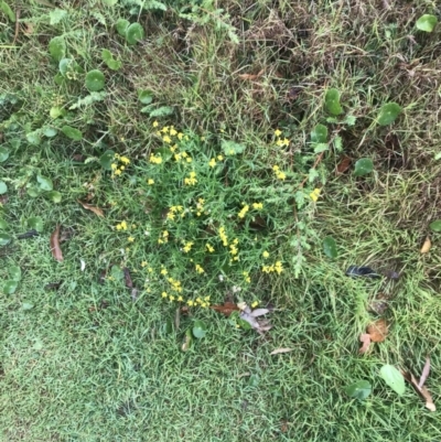 Senecio madagascariensis (Madagascan Fireweed, Fireweed) at Fingal Bay, NSW - 5 Jul 2022 by Tapirlord