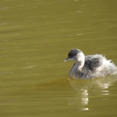 Poliocephalus poliocephalus (Hoary-headed Grebe) at Fyshwick, ACT - 12 Jul 2022 by Liam.m