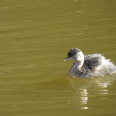 Poliocephalus poliocephalus (Hoary-headed Grebe) at Fyshwick, ACT - 12 Jul 2022 by Liam.m