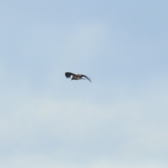 Haliastur sphenurus (Whistling Kite) at Fyshwick, ACT - 12 Jul 2022 by Liam.m