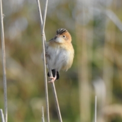 Cisticola exilis (Golden-headed Cisticola) at Fyshwick, ACT - 12 Jul 2022 by Liam.m