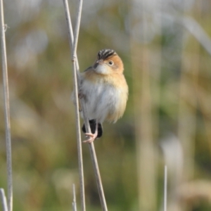 Cisticola exilis at Fyshwick, ACT - 12 Jul 2022