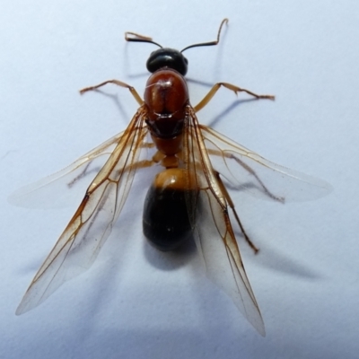 Camponotus consobrinus (Banded sugar ant) at McKellar, ACT - 2 Jan 2022 by Birdy