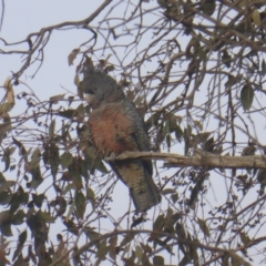 Callocephalon fimbriatum (Gang-gang Cockatoo) at O'Malley, ACT - 11 Jul 2022 by Mike