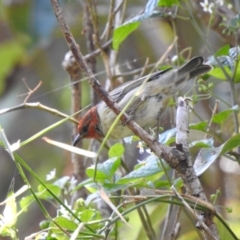 Myzomela sanguinolenta (Scarlet Honeyeater) at Narooma, NSW - 12 Jul 2022 by GlossyGal