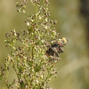 Delias nigrina at Carwoola, NSW - 8 May 2022