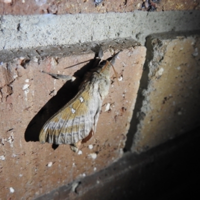 Oxycanus dirempta (Variable Oxycanus) at Carwoola, NSW - 27 Apr 2022 by Liam.m