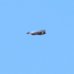 Falco peregrinus (Peregrine Falcon) at Googong Foreshore - 20 Apr 2022 by Liam.m