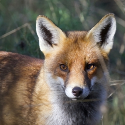 Vulpes vulpes (Red Fox) at Mount Ainslie - 11 Jul 2022 by jb2602