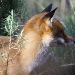 Vulpes vulpes at Hackett, ACT - 11 Jul 2022 12:39 PM