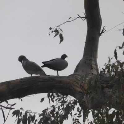 Chenonetta jubata (Australian Wood Duck) at Mount Mugga Mugga - 12 Jul 2022 by Mike