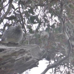 Chenonetta jubata at O'Malley, ACT - 12 Jul 2022 03:25 PM