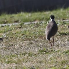 Vanellus miles at Belconnen, ACT - 12 Jul 2022 12:19 PM