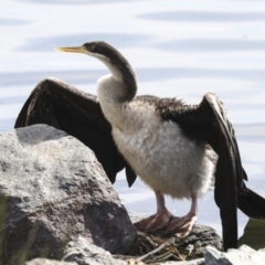 Anhinga novaehollandiae (Australasian Darter) at Belconnen, ACT - 12 Jul 2022 by AlisonMilton