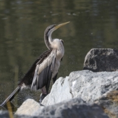 Anhinga novaehollandiae at Belconnen, ACT - 12 Jul 2022 12:47 PM